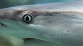 Shark Fishing Charter