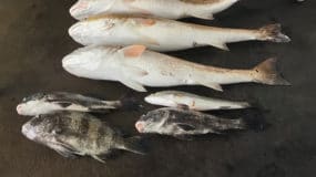 Where Can I Catch Fish In Galveston TX