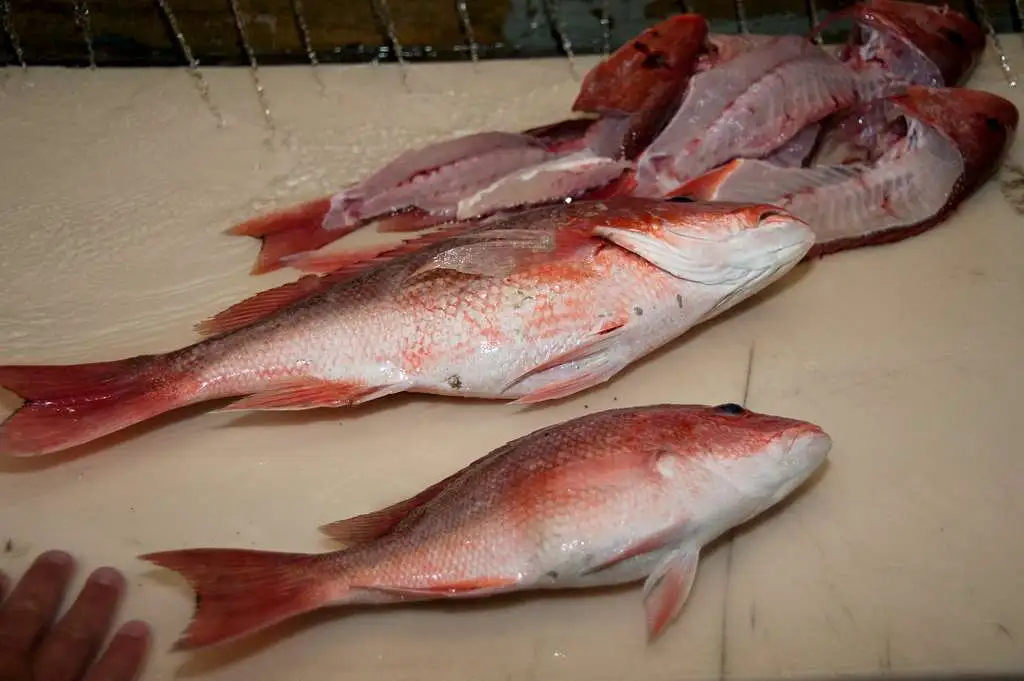 Red-Snapper-Fishing-Trip-in-Galveston-TX