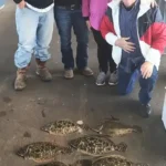 Galveston Flounder Fishing: Expert Tips & Charters